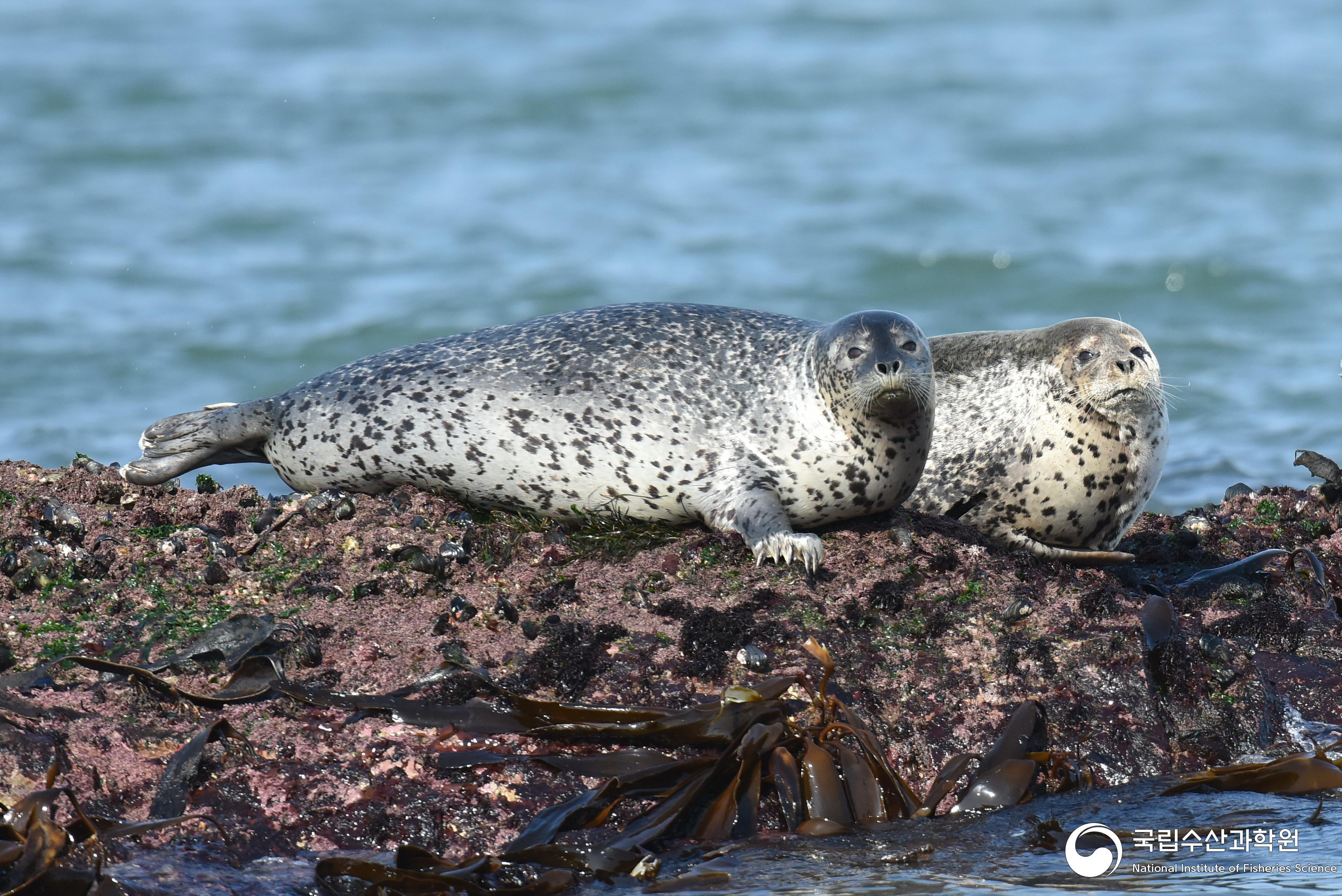 국내 천연기념물로 지정된 멸종위기 해양동물 점박이물범(spotted seal)의 모습